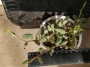 Адромисхус (Adromischus mamillaris アドロミスクス　マミラリス)